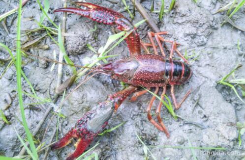 浙江嘉兴地区小龙虾菱角水稻生态种养模式介绍