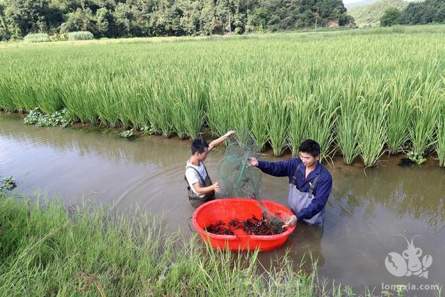 小龙虾塘口水草泥蔓成功处理一例