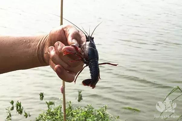 澳洲淡水龙虾池塘生态养殖试验