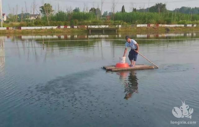 溶氧与淡水小龙虾的关系