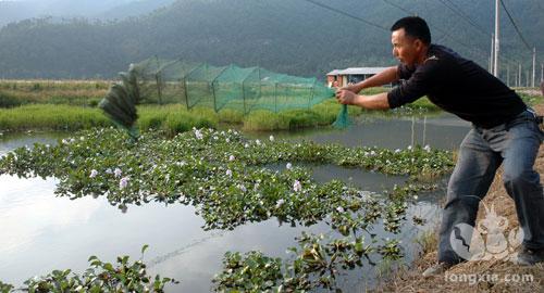 池塘有机质过多导致水质恶化小龙虾死亡的处理方法