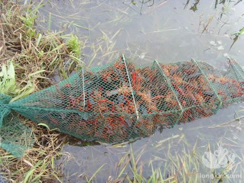 小龙虾健康养殖与疾病防治—小龙虾生物学习性