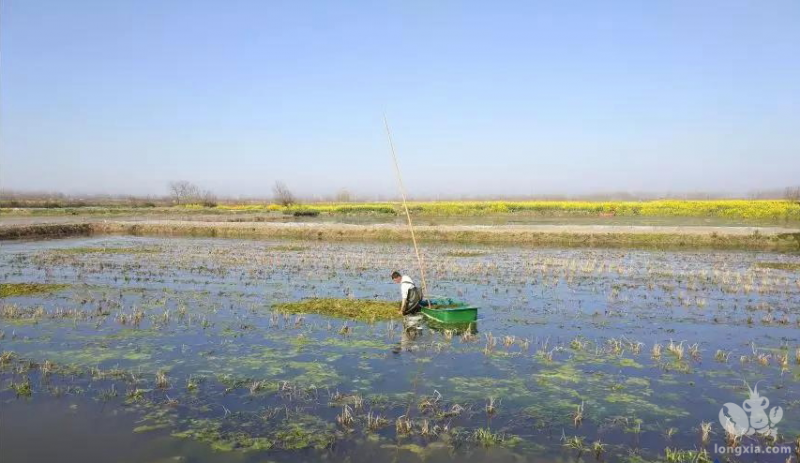 小龙虾肥水怎么做？小龙虾肥水方法、好处、肥水不当的危害