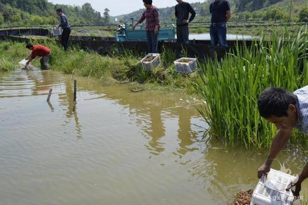 小龙虾投食十大注意事项