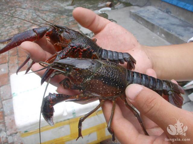 小龙虾肠炎怎么办？小龙虾虾肠炎的治疗技术