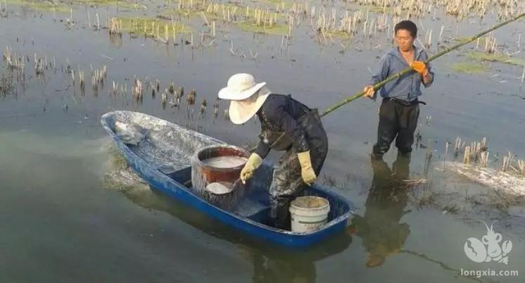 新挖的虾塘，种虾放下去一个星期全部死光了，这是什么原因?