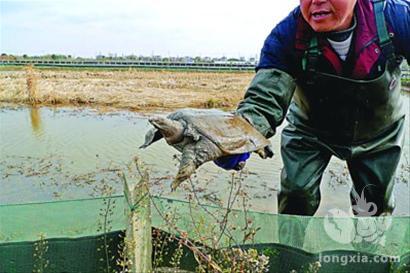 农业农村部农业主推技术：虾鳖混养模式与技术