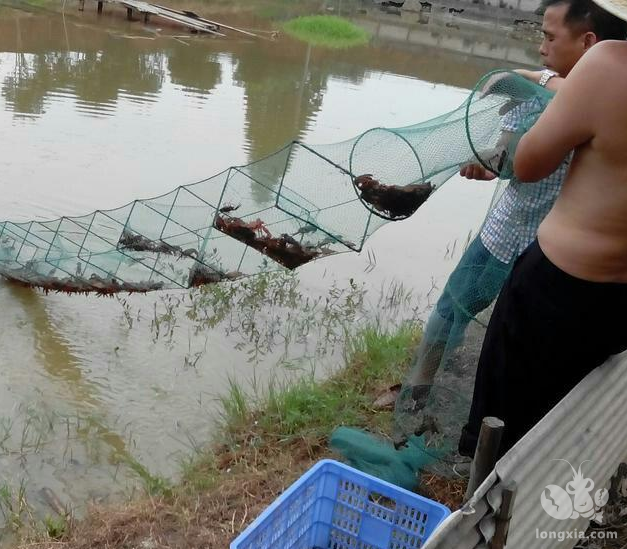 小龙虾养殖，一般一亩池要多少地笼合适？看下这里就清楚了