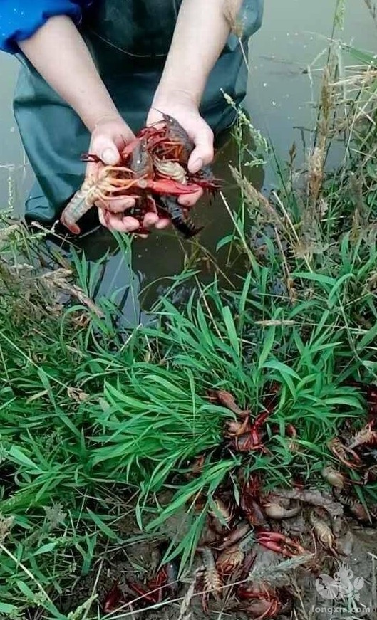 辟谣：小龙虾冬季是冻死的！这种说法不全面，还有其他花样死法！