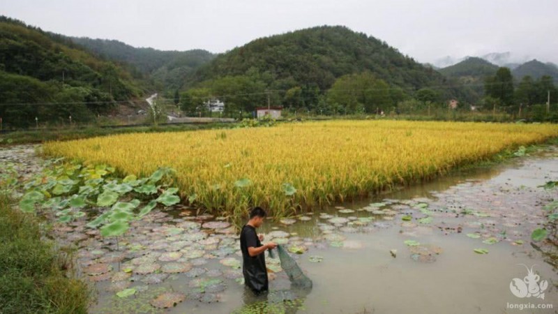 怎么解决小龙虾养殖池塘小龙虾死亡的问题