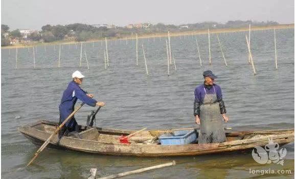 小龙虾池塘出现很多泥鳅怎么办？