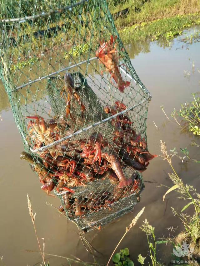 湖北龙虾为何比往年便宜一半多的真正原因，养殖户还有利润吗