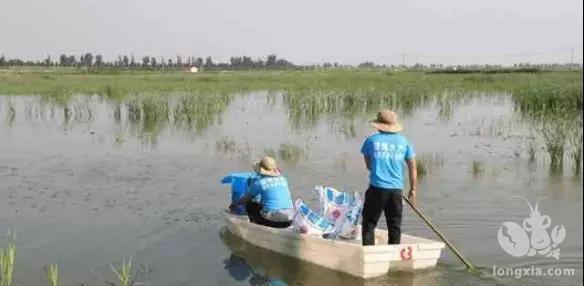 这几点没注意，小龙虾容易缺氧，提前做好了解预防