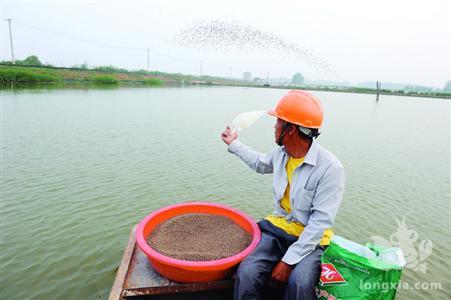 如何根据气温决定喂食龙虾的饲料量？