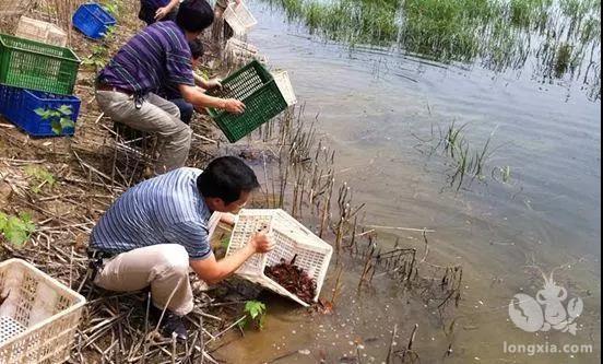 小龙虾苗的最佳投放时间及放养密度，你都做对了吗