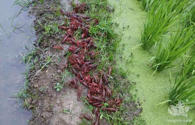 稻虾养殖水质四项指标之—氨氮的危害与形成机制以及防控措施