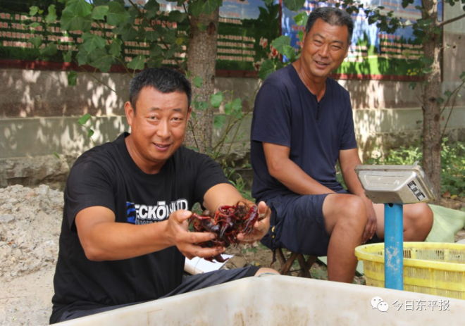 莲藕价格波动大，藕塘里养龙虾成本低质量好，这个互补模式值得推广吗？