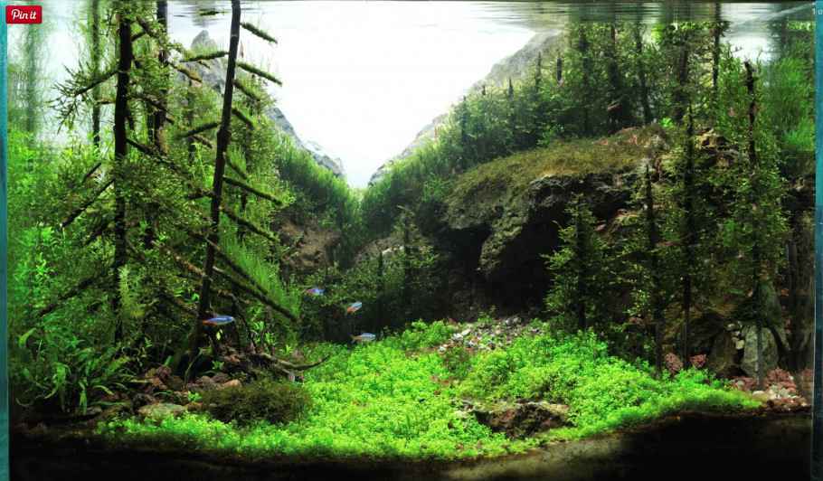 高山峡谷45cm精美草缸图片欣赏