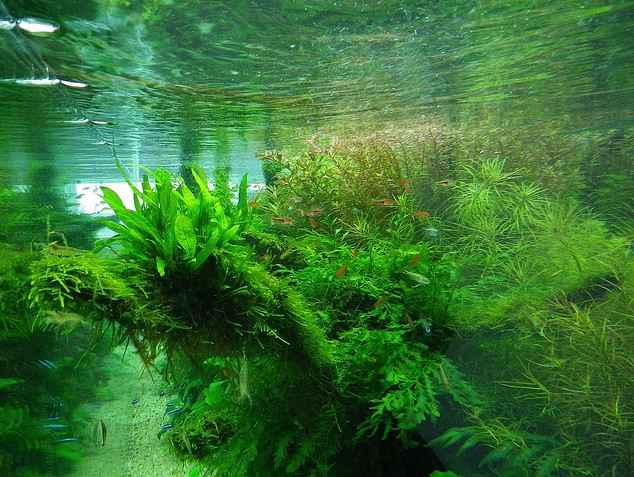 沉木水草造景2000CM大草缸图片欣赏