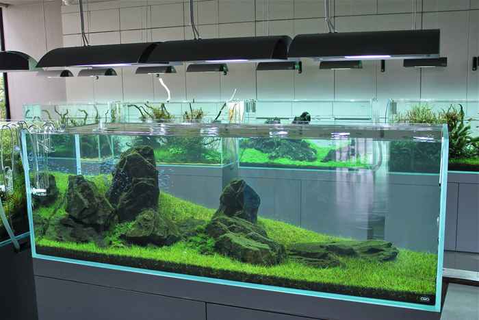 ADA120CM大型草缸图片展示集