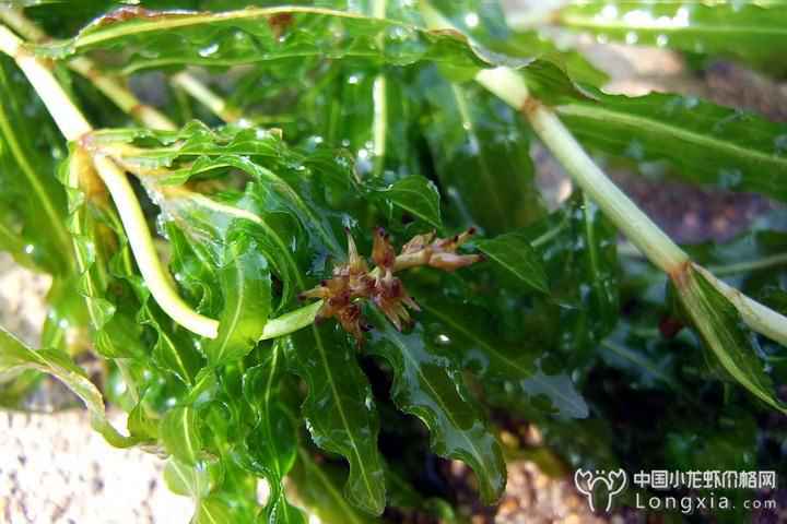 稻田养虾主要栽种的水草，及其栽种方式