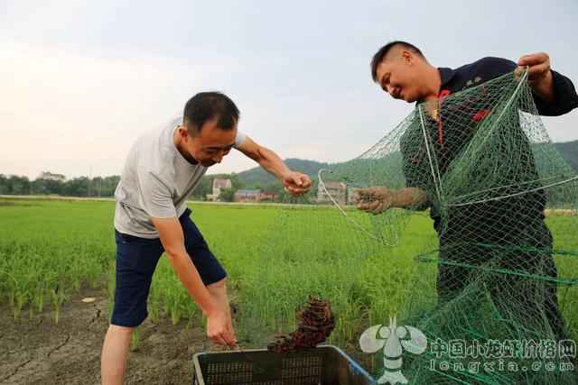 如何利用现成的沟系，减轻养虾建设的工程成本？