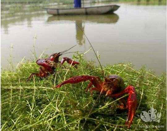 严冬之下，小龙虾的养护重点！不是饲养，不是病害！