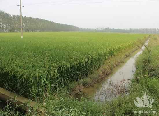 兴化制定稻田养殖小龙虾地方标准 编制实用手册