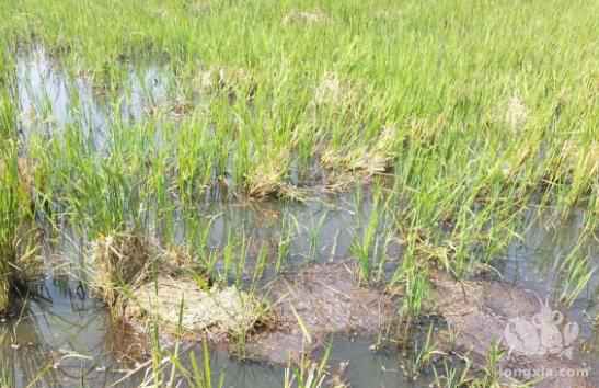 稻田养虾，水稻种植关键技术