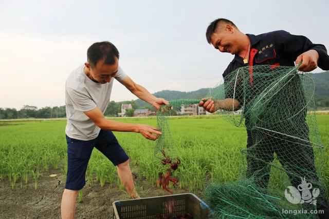 小龙虾养殖户要记牢！养虾不养草 兵败如山倒！