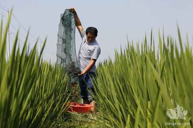 夏季稻虾常肥水，等于给小龙虾屯粮和加棉被