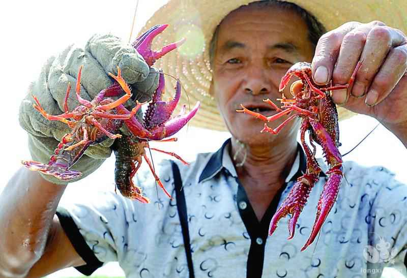 小龙虾的黑色7月，你在提心吊胆地煎熬着，别人已经开始大把赚钱了