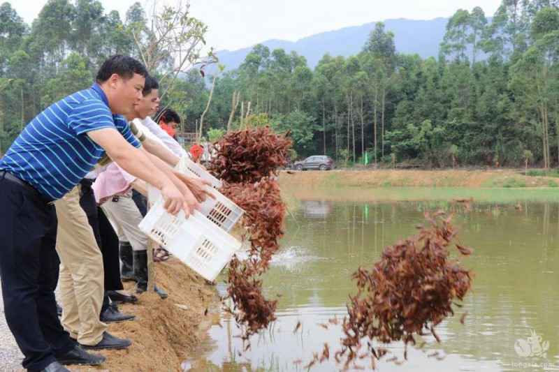 稻虾综合种养模式下小龙虾投喂技术