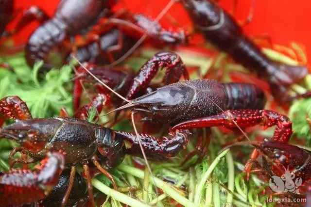 看看沿淮地区人如何养小龙虾？稻虾共作模式