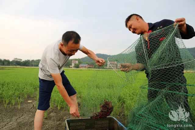 连南高寒山区小龙虾稻田生态养殖技术