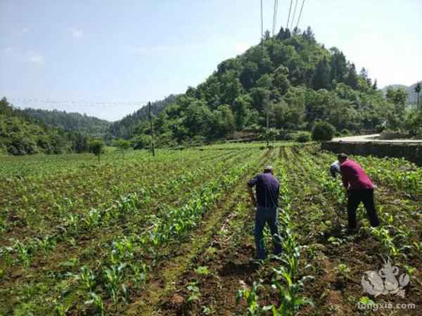 养殖省钱方法之一:不用饲料养龙虾，怎么能养大?