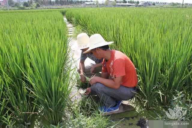 养殖小龙虾春秋季节需要注意哪些问题？冬季该如何防寒？