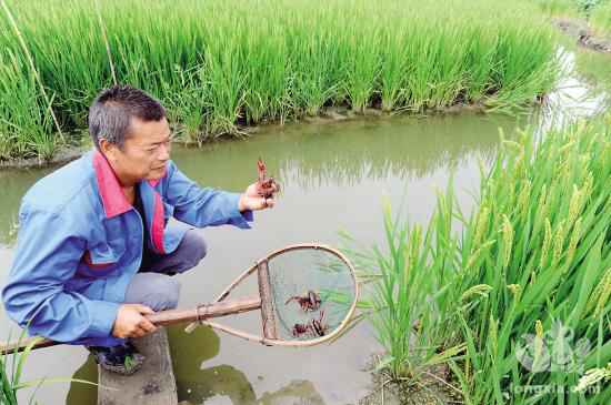 湖北省黄冈市：十项措施提高小龙虾成活率