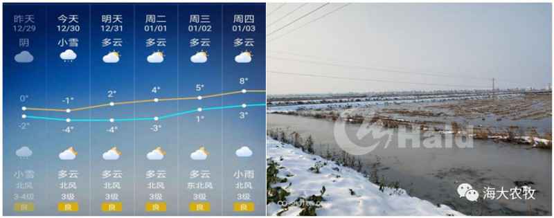 大雪已过，虾塘冰封，要不要破冰加高水位