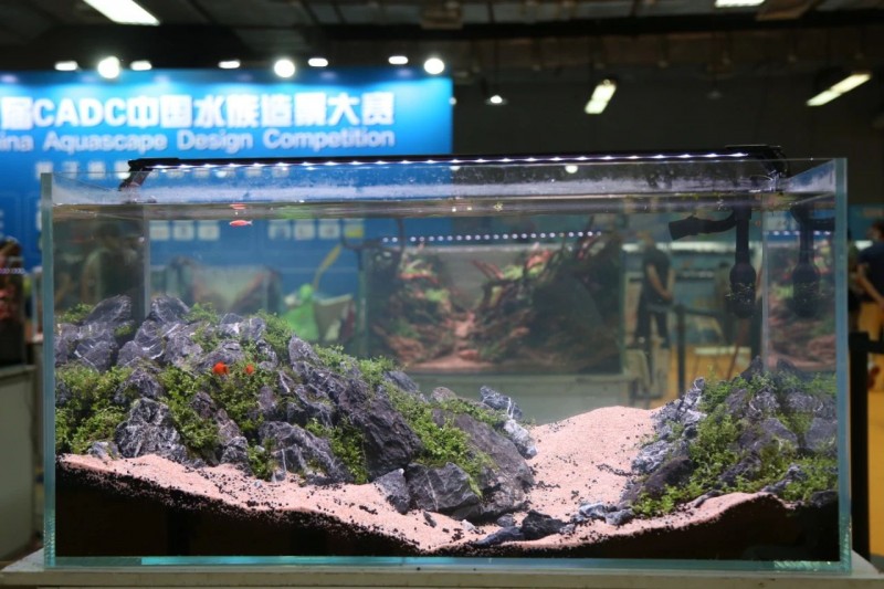 展会回顾 | CADC水族造景大赛冠军产生！