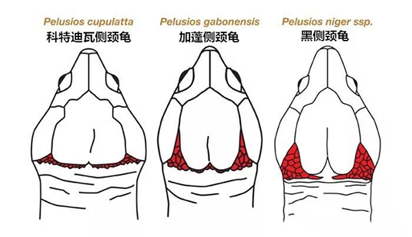 加蓬侧颈龟