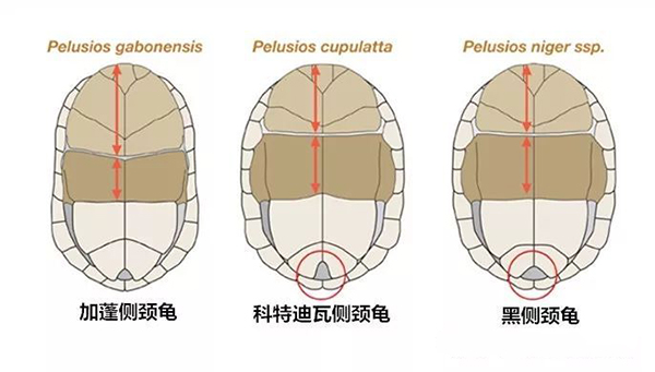 加蓬侧颈龟