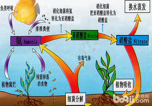 硝化菌与水质的关系