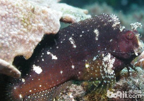 鳚科海水鱼饲养方法