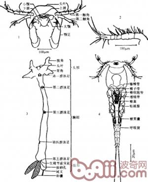 春季淡水鱼类易发的寄生虫病