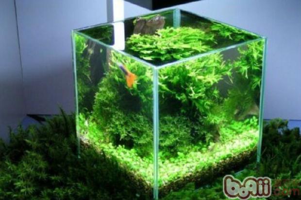 水族箱常用过滤器材解析