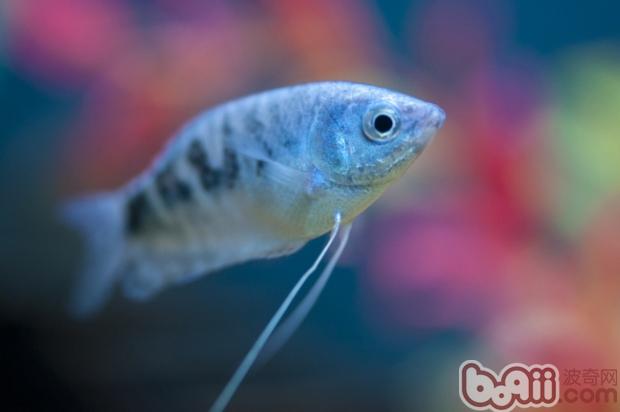 热带鱼饲养水族箱所需设备