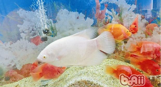 常见水族箱藻类大盘点