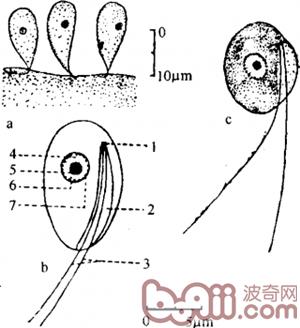 春季淡水鱼类易发的寄生虫病