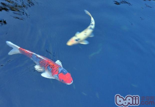 水族饲养中能遇到各种计量名词解释